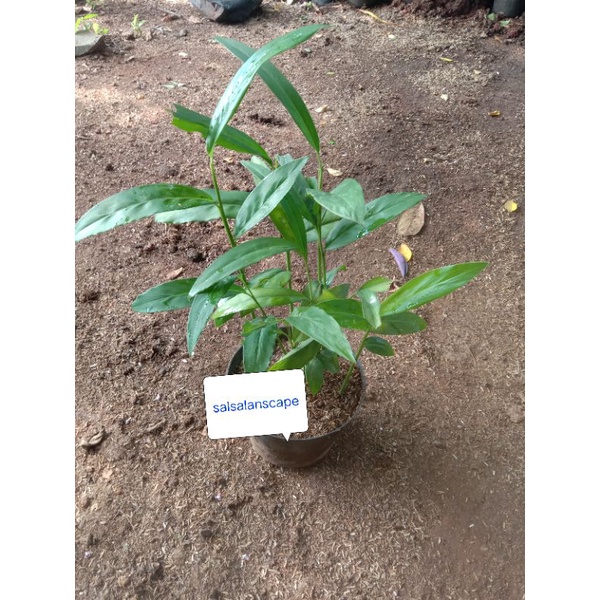 Tanaman Lengkuas merah Pohon Lengkuas Merah Herbal