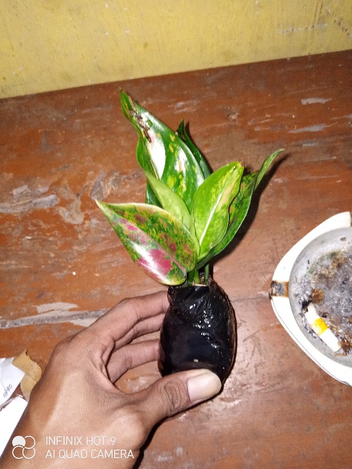 Tanaman Hias Agloenema Heng Heng
