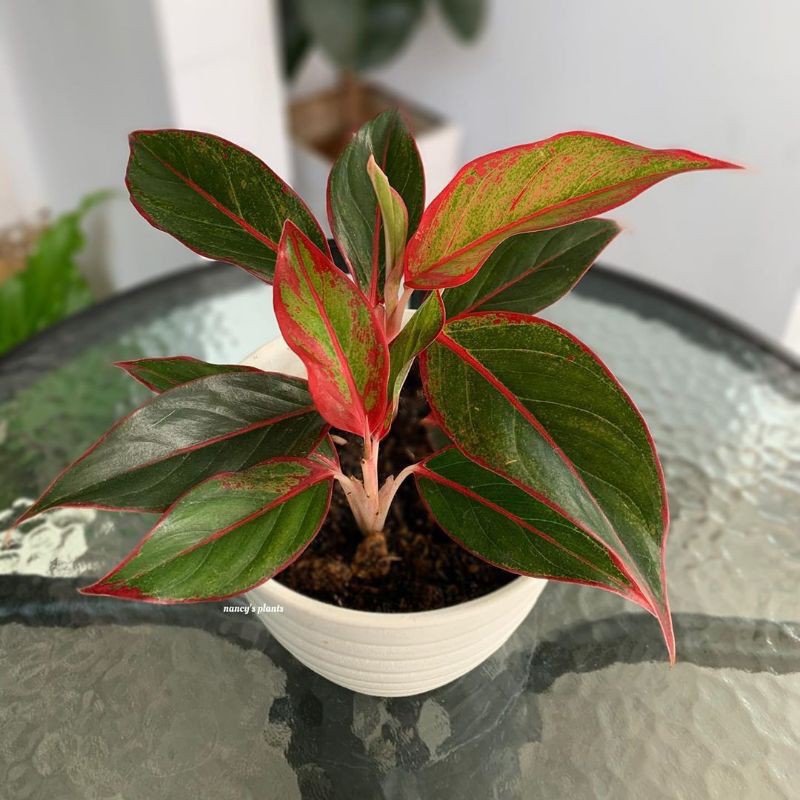 AGLONEMA LIPSTIK MERAH/ AGLONEMA AURORA