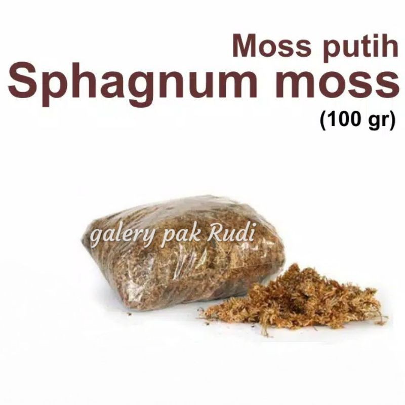 spagnum moss putih - chili moss - moss anggrek - media tanam anggrek