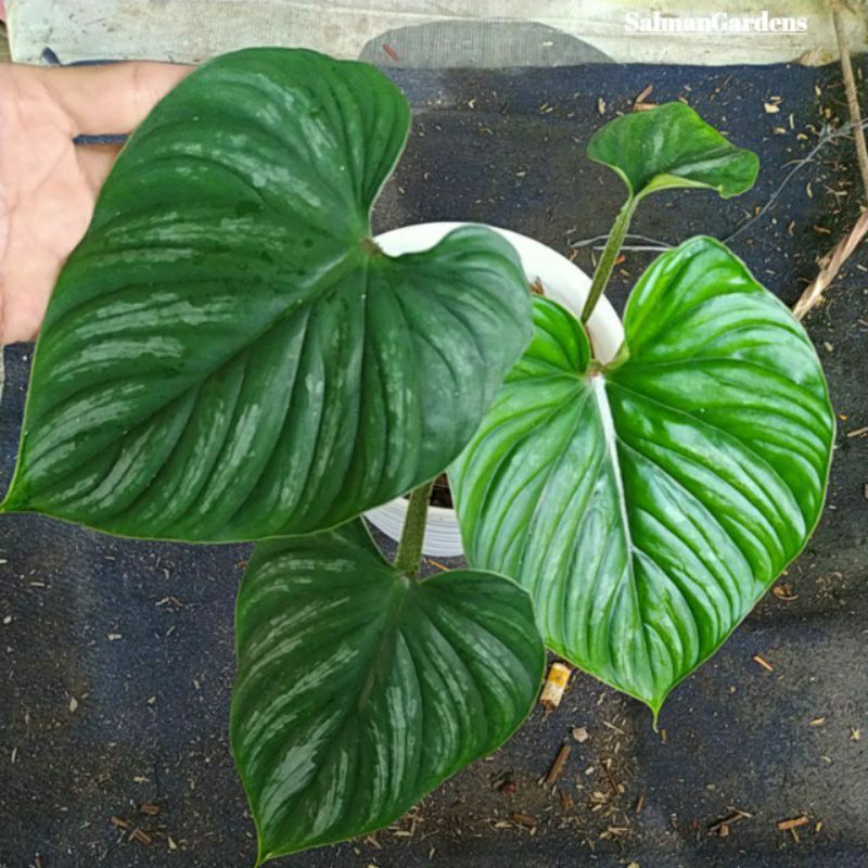 Philodendron plowmanii - philodendron plowmanii black face