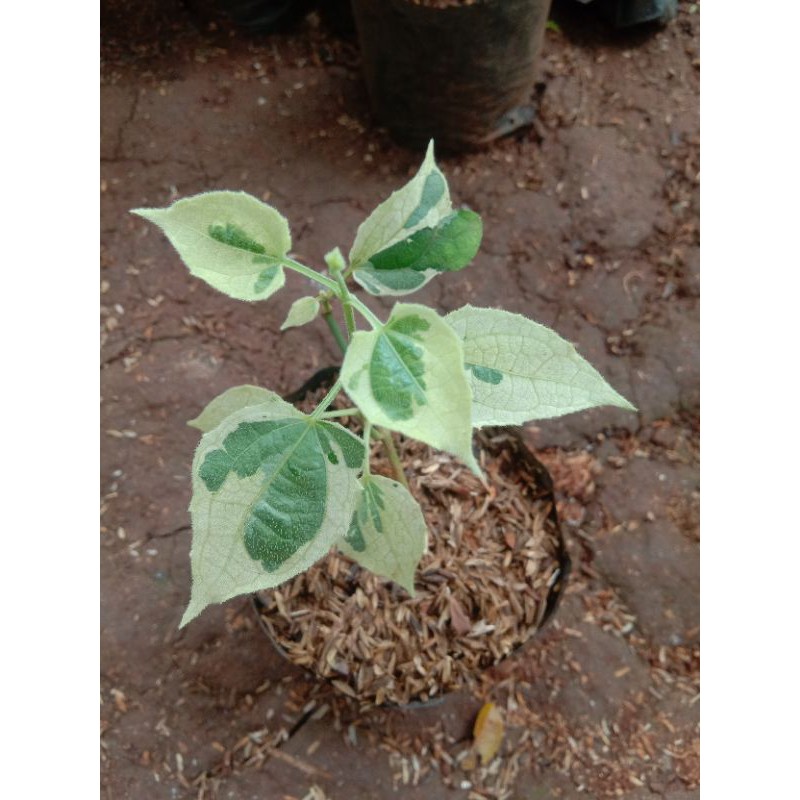 Bibit bunga thunbergia varigata