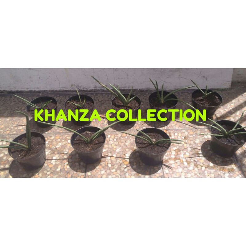 Tanaman Sansievera Tombak Lidah Mertua + Pot Hitam Ukuran 20 (1 Tanaman)