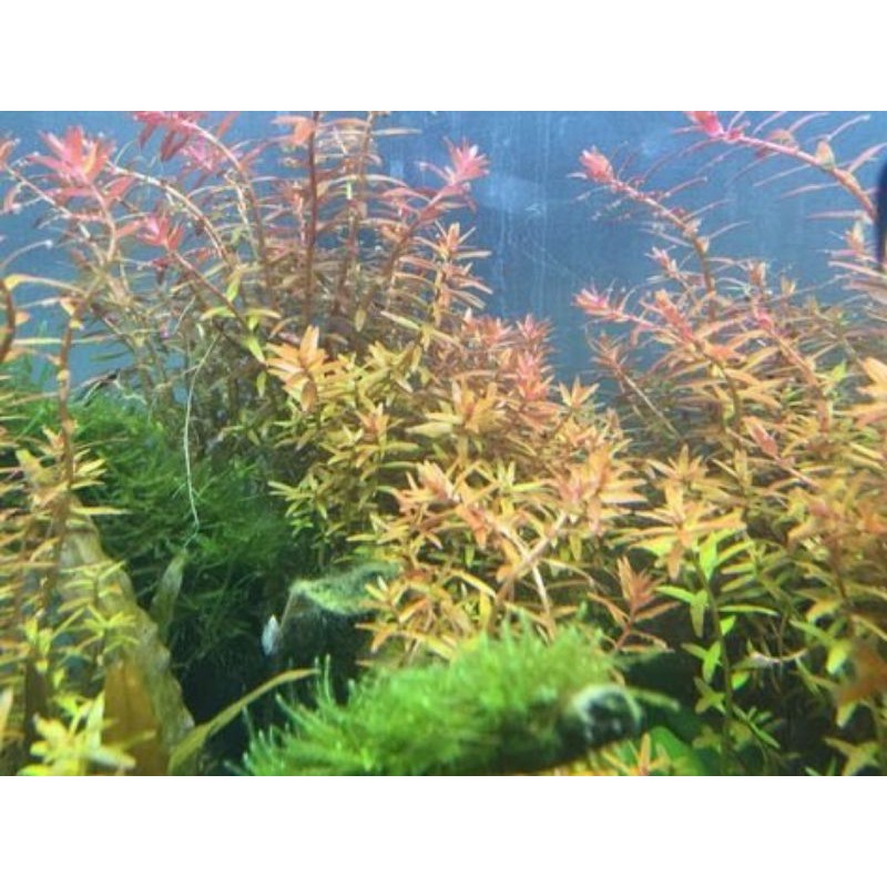 

Rotala fujian