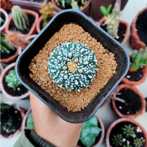 astrophytum asterias