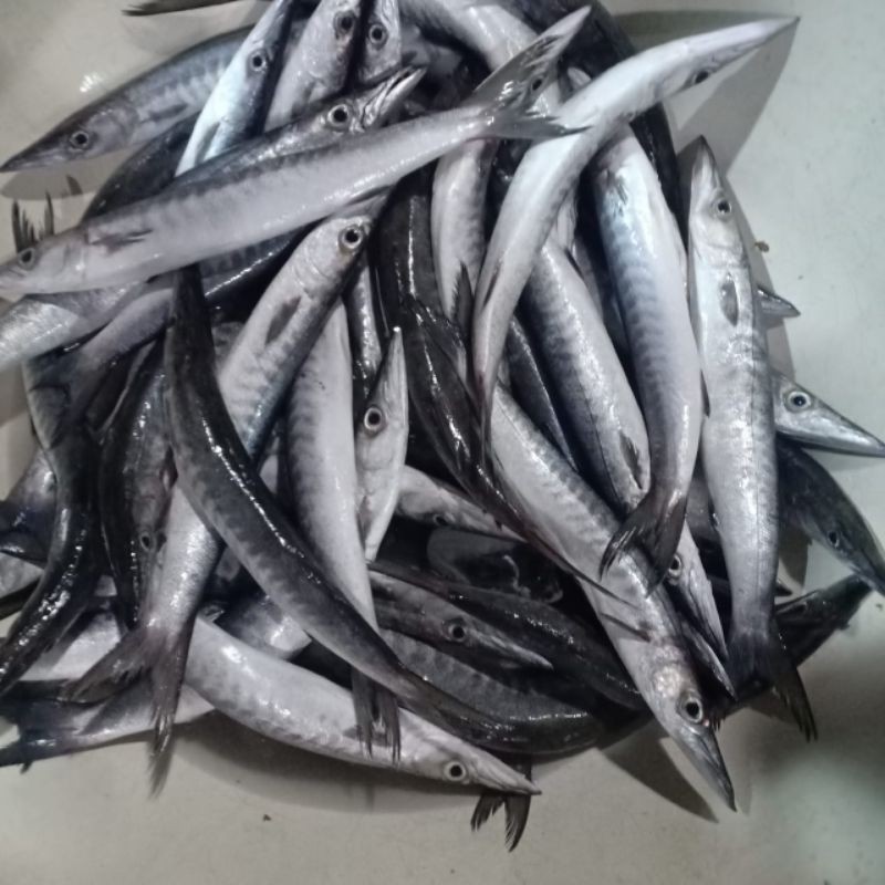 

ikan alu"(barak kuda)