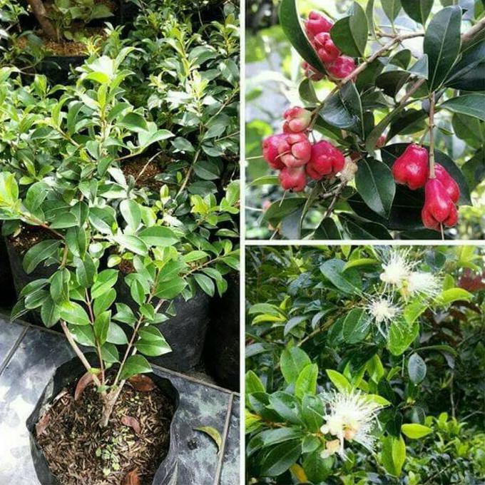 Terlaris Bibit Jambu Air Lili Pily