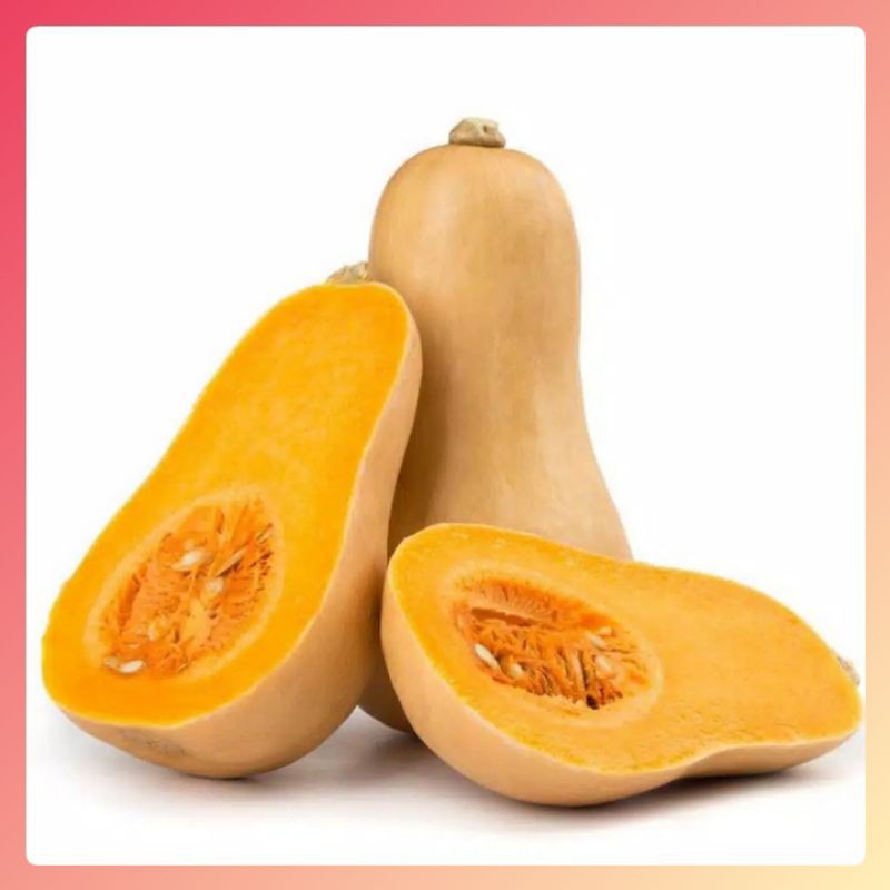 Benih Labu Madu cap panah merah