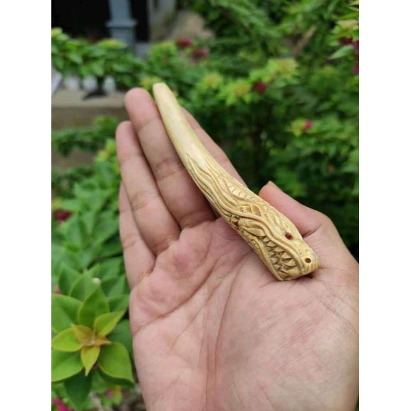 once akar Bahar putih