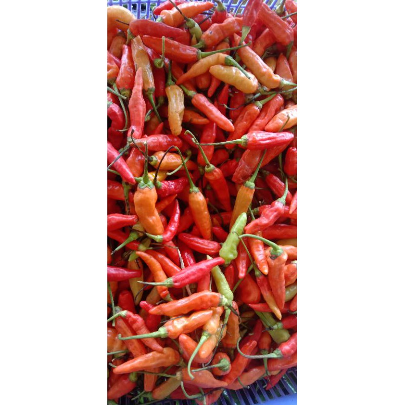 

CABE SETAN