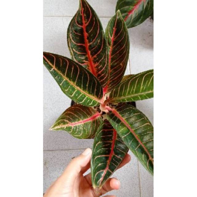 Aglonema pride of sumatra jenis black sumatra