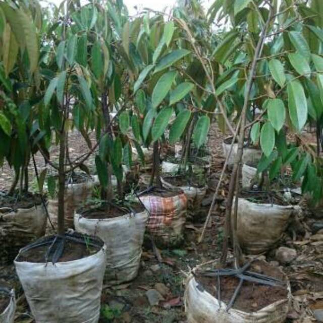 Bibit Durian Bawor Dongkelan Tinggi 1 meter Lebih Tunas Bibit