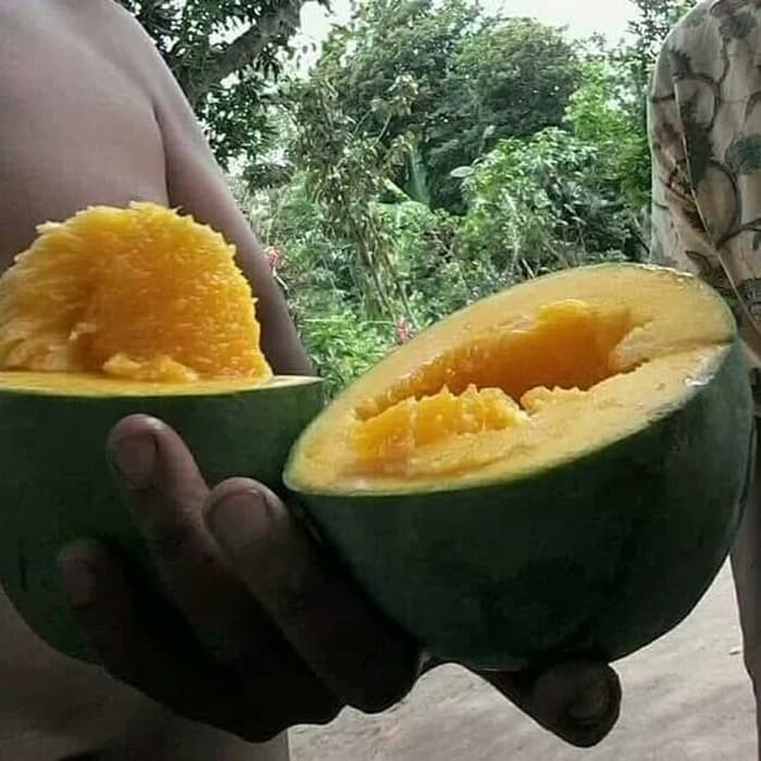 BIBIT TANAMAN BUAH MANGGA ALPUKAT KLONAL 21