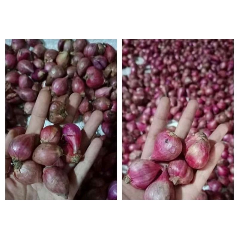 

bawang merah