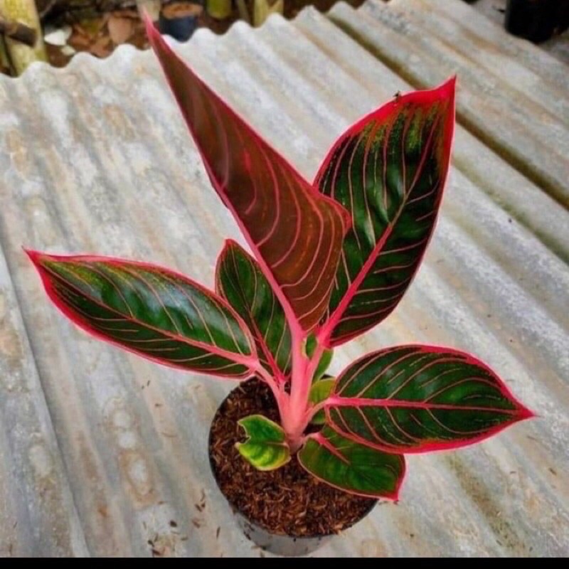 promo anakan aglonema kanza 2/3 daun