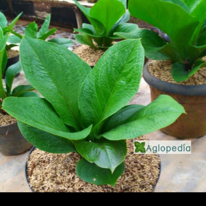 Tanaman Hias Pot Anthurium Supernova