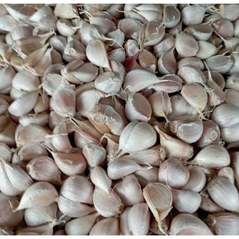 

Bawang Putih Kating Fresh