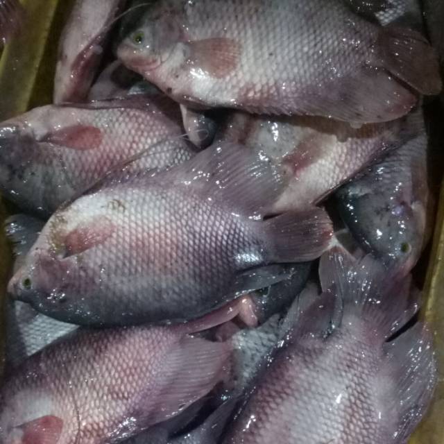 

IKAN GURAMI FRESS
