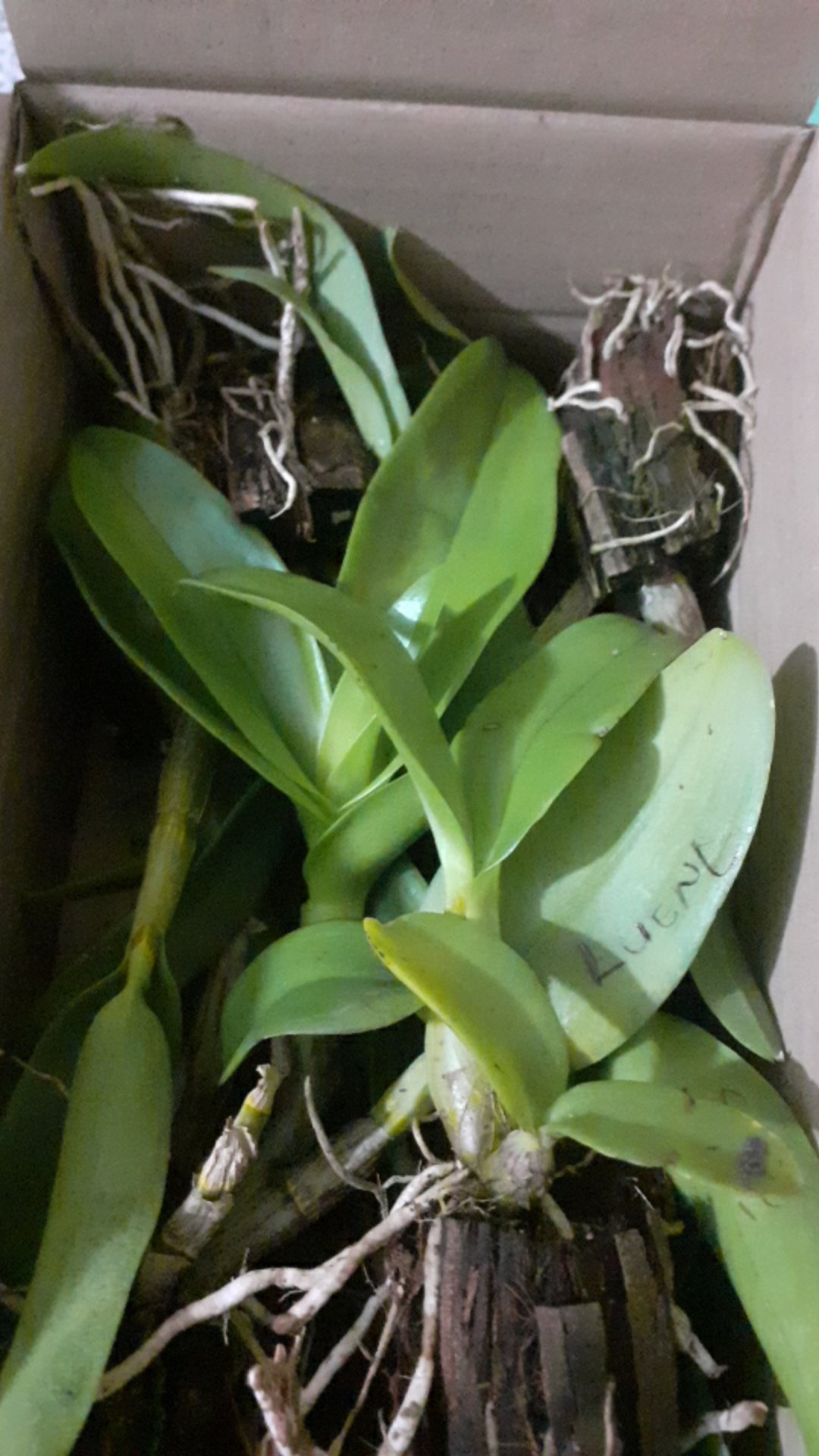 Anggrek Dendrobium Thailand Aneka Warna