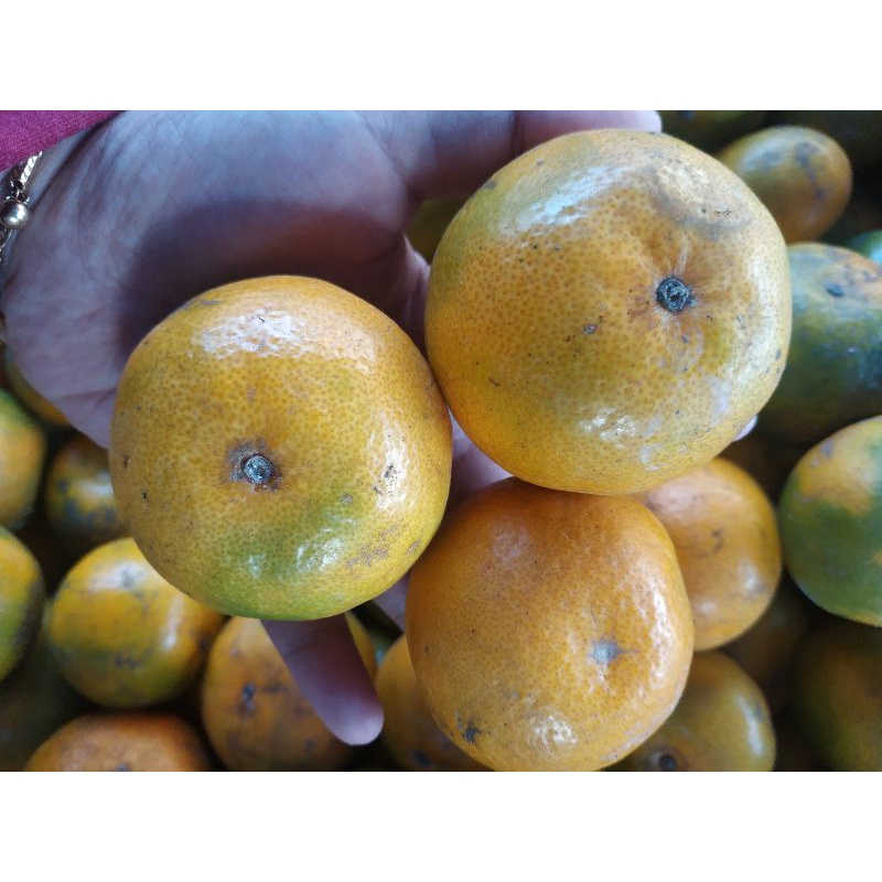 

jeruk medan lokal premium