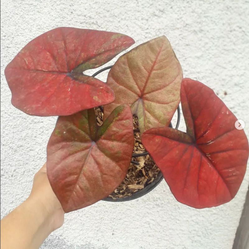 Caladium Red Dragon Tanaman Keladi Hias Bibit Red Dragon Murah Ratudaun Nursery