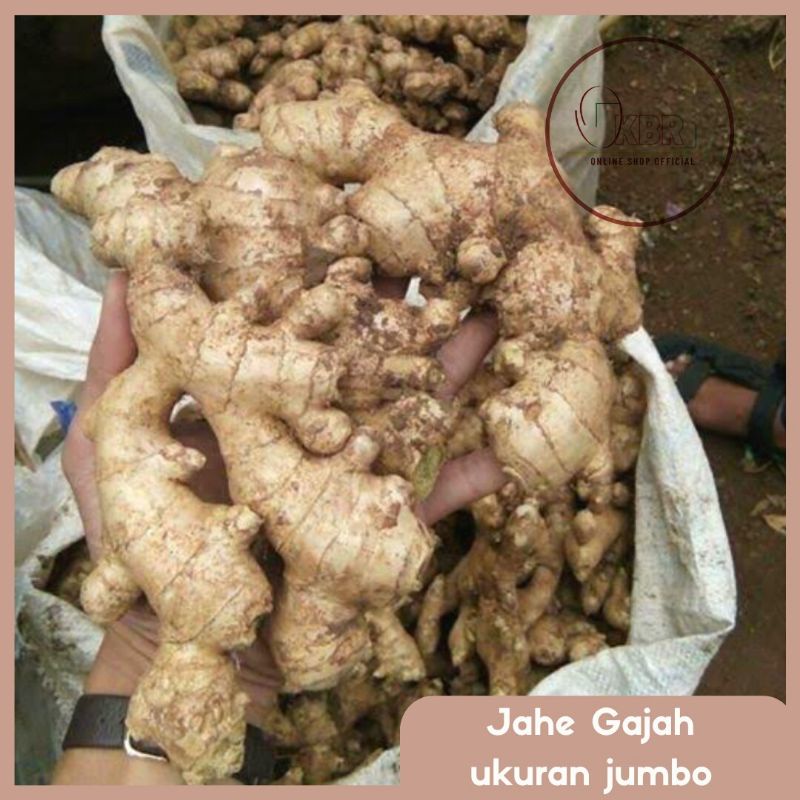 

JAHE GAJAH/JAHE PUTIH LOKAL/JAHE SAYUR 1Kg