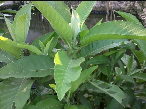 

Promo Daun Sembung Segar 1 Kg Langsung petik masih fresh