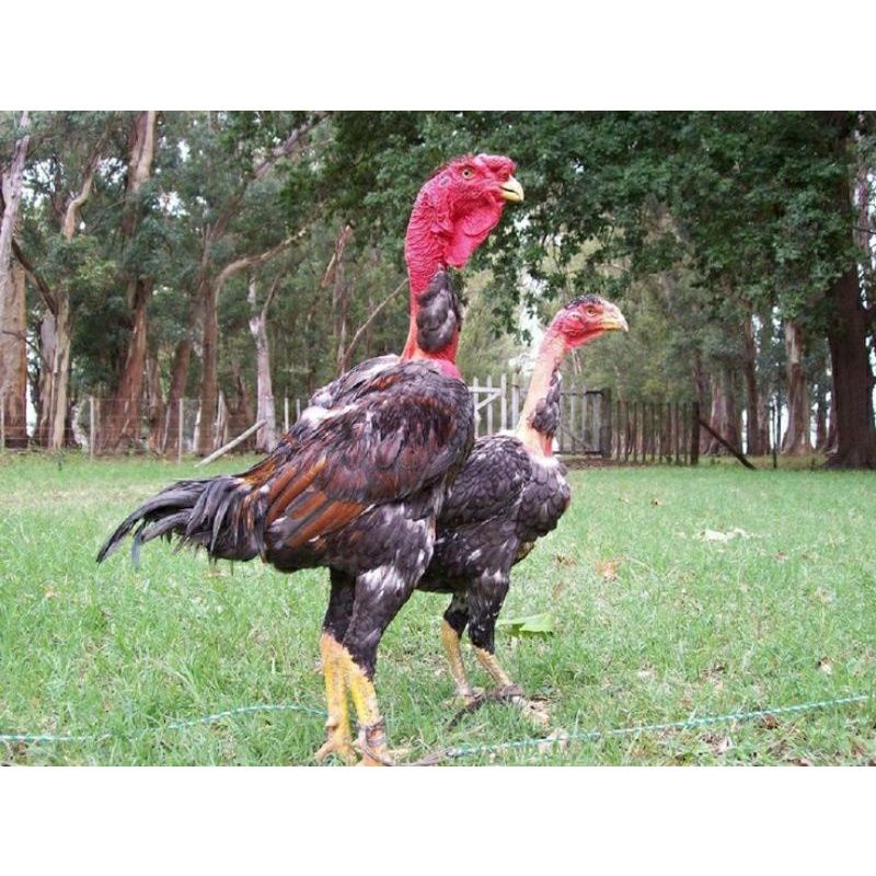 

TELUR AYAM GANOI SUPER MEWAH UKURAN JUMBO UNTUK DI TETASKAN