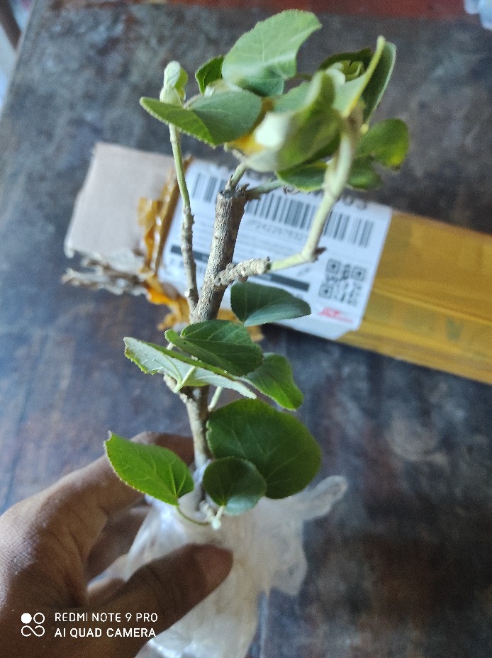 Waru Jepang/bibit/cangkokan