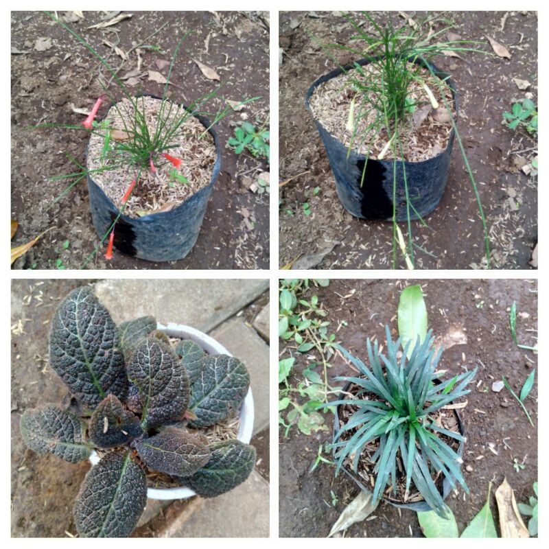 paketan bunga hias ekor merak merah dan putih,episcia merah,kucai mini