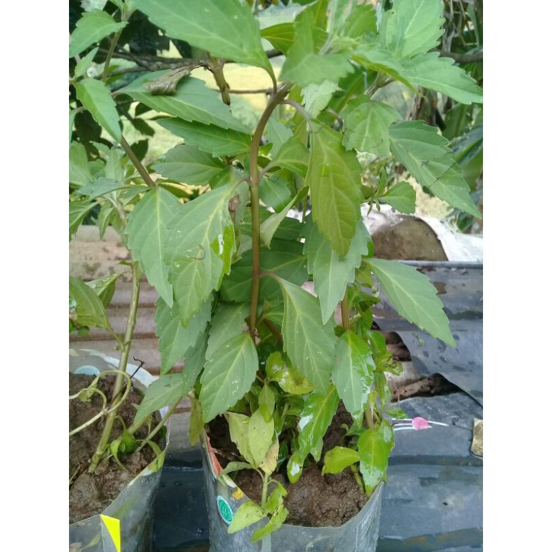 bibit benih tanaman kumis kucing