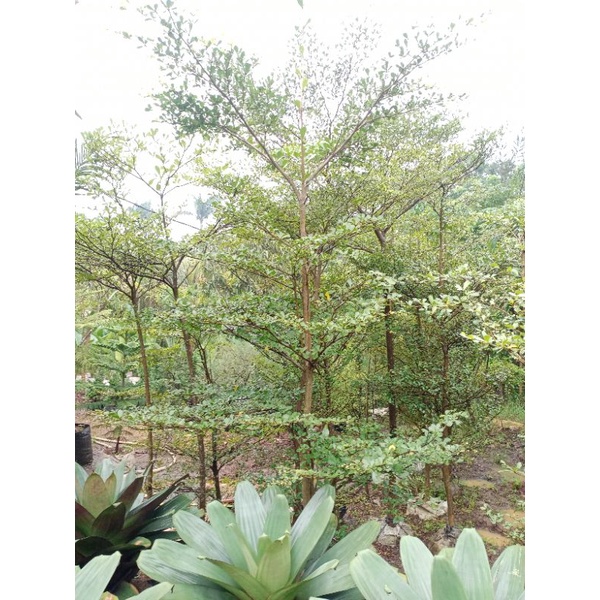 pohon ketapang kencana tinggi 3 meter