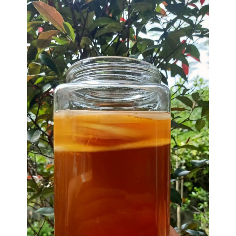 

Scoby + cairan starternya