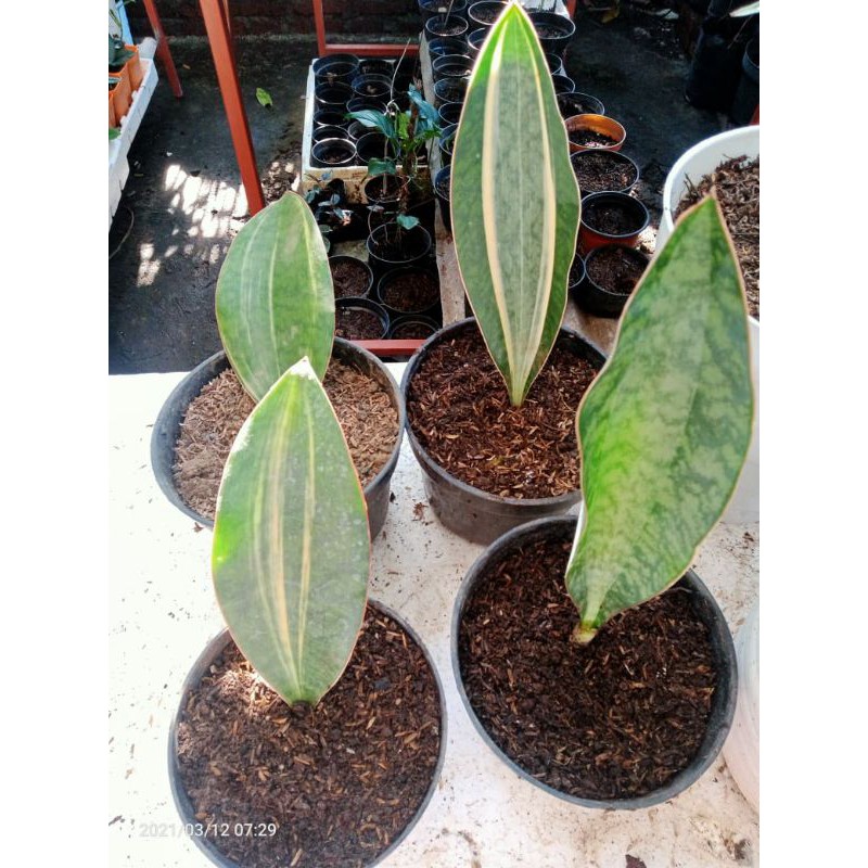 Sansevieria Masoniana varigata