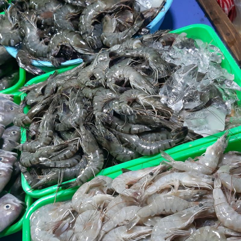 

Udang Tawar Sedang 1/2 (500g)
