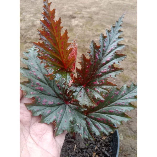 begonia rex spider totol merah