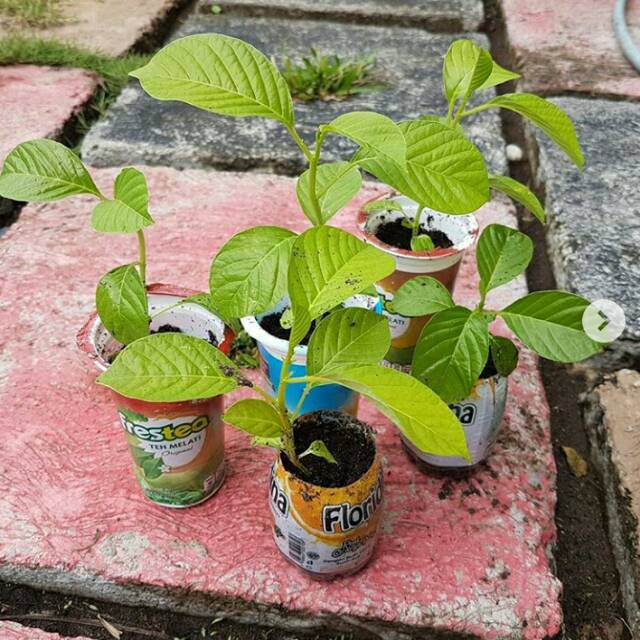 Bibit tanaman buah markisa jumbo ( buah erbis )