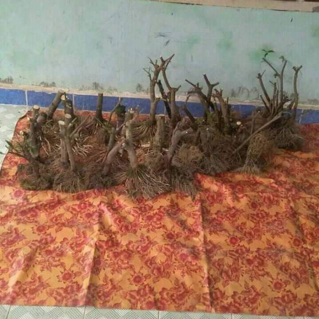 Anting Putri Bonsai Bakal Bahan Anput Bongsai Jasmine Water Ukuran Sedang Medium Size