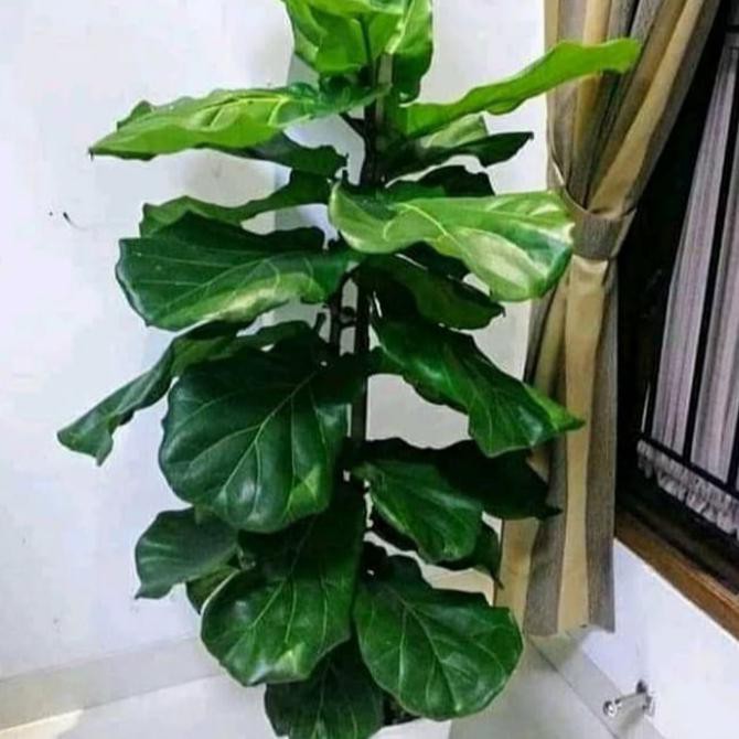 Tanaman Ketapang Biola/ pohon ketapang biola cantik tinggi 1 meter tanaman Indoor -outdoor