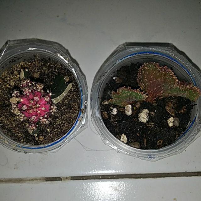 Kaktus Gymno Blackpink Thailand