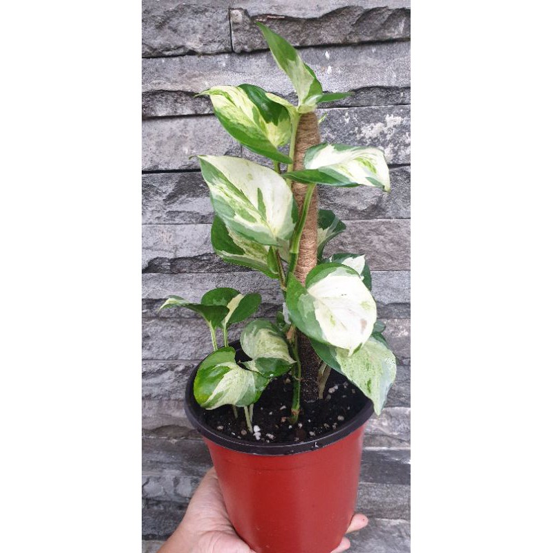 Manjula Photos/ sirih manjula