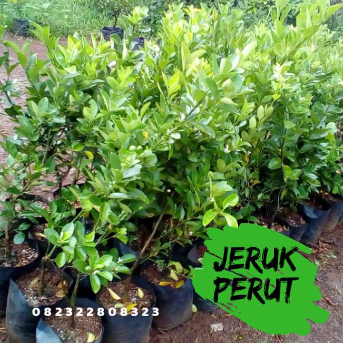 BIBIT JERUK PURUT TANAMAN JERUK PURUT DAUN JERUK PURUT CREATV