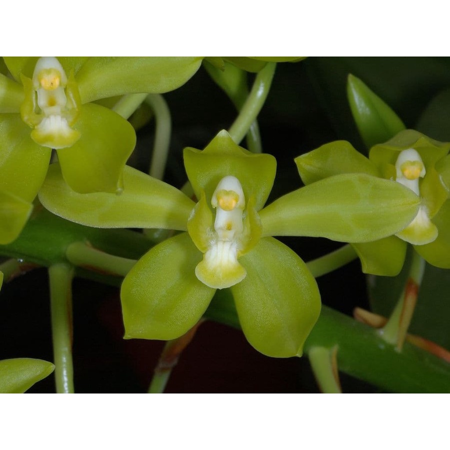 Seedling Anggrek Grammatophyllum Citrinum