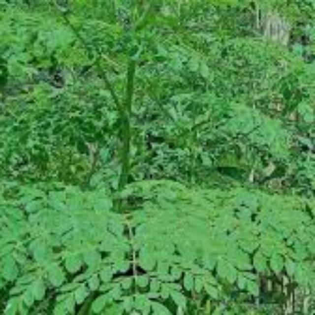 

Daun kelor per 500 gram