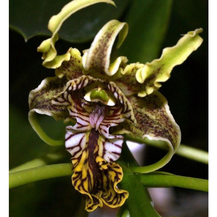 Dendrobium spectabile
