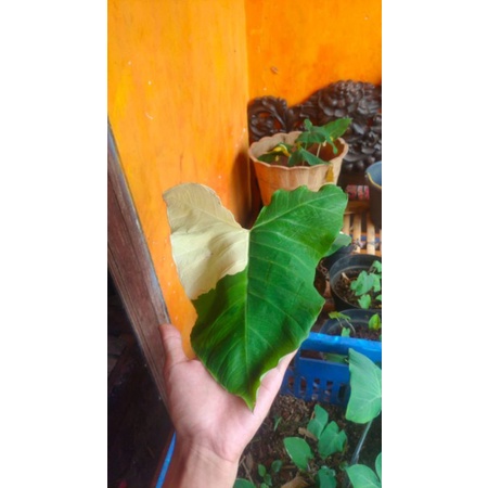 Sente batang hitam Varigata Yellow - Tanaman Hias Hidup