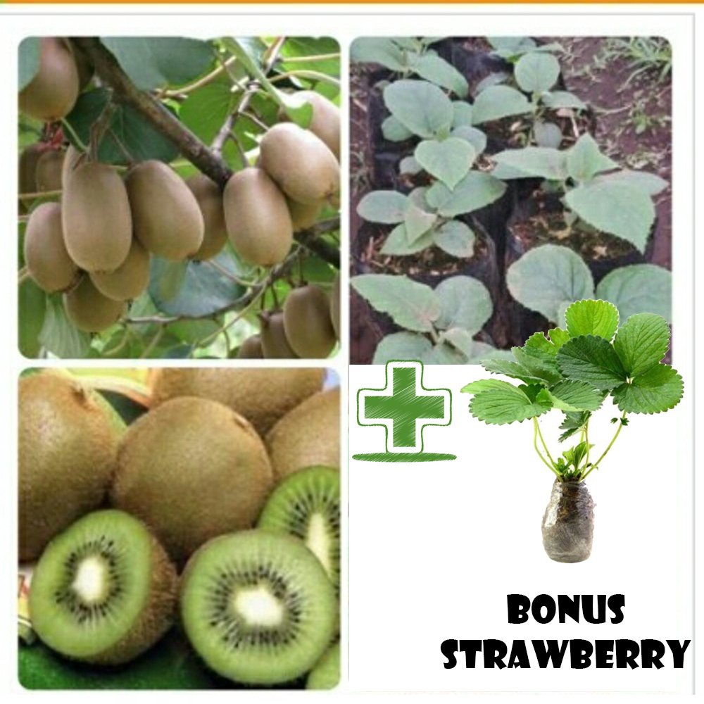 Tanaman Buah Kiwi bibit buah kiwi asli