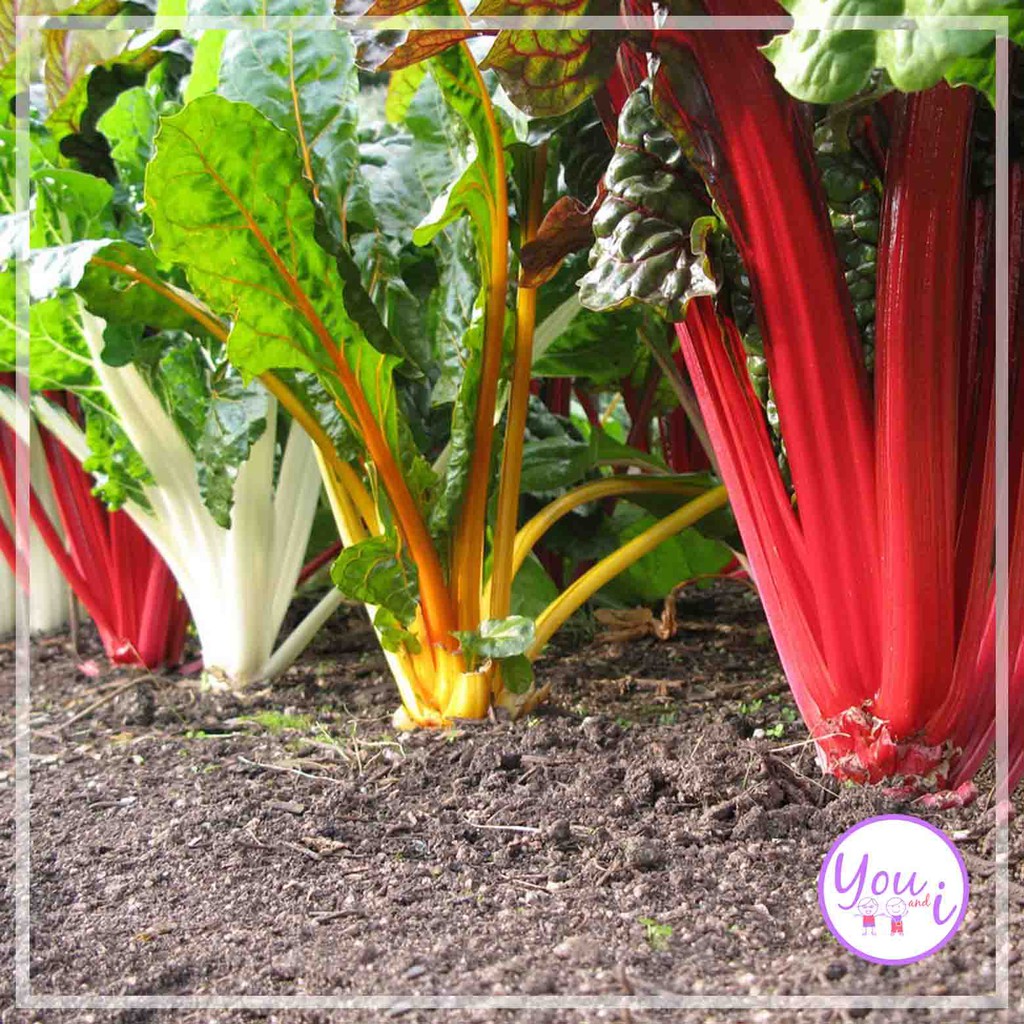 Biji Benih Sayur Chard Swiss Color Sawi Pelangi Shopee Indonesia