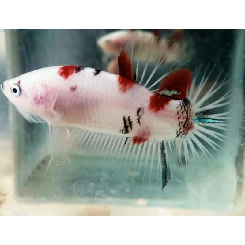 IKAN CUPANG PLAKAT SIZE S PER 5 EKOR KOI,FCCP,NEMO,MULTI,AVATAR,YELLOWBASE,FCCP