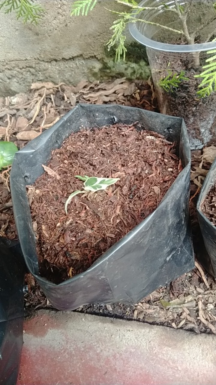 Tanaman Hias Calatea Tisiu - White Fusion